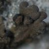 Collema fragile